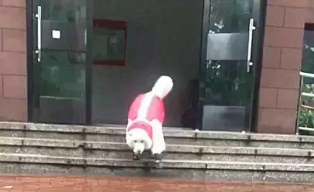 萨摩穿雨披顺拐,金毛狗狗跟在萨摩背后行走换新颜,主人家必须痛哭…