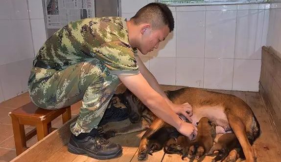 “神犬摇篮 卫士风采”之比利时马里努阿犬篇