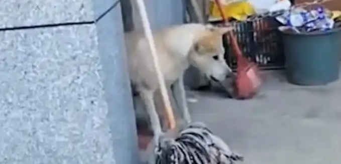 男主人不幸去世,女主人狠心将男主人最爱的土狗卖给狗贩子
