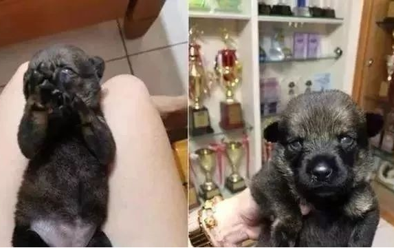 好奇心喵偷摸瞌睡小黑狗，下一秒小黑狗的反映会亮！