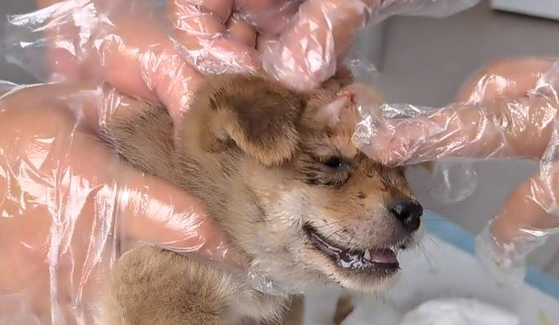 小狗起了个包，救它时，才发现头上有2个洞