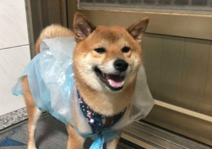 柴犬雨天非要出门,结果被垃圾袋套头,柴柴的笑容瞬间消失了