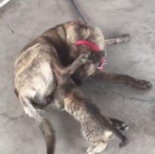 小黑猫把大黑狗当成了妈妈,竟然想要喝奶,女主人看到后羞红了脸