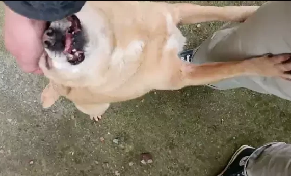 我家小鹿犬“丢丢”有个坏习惯