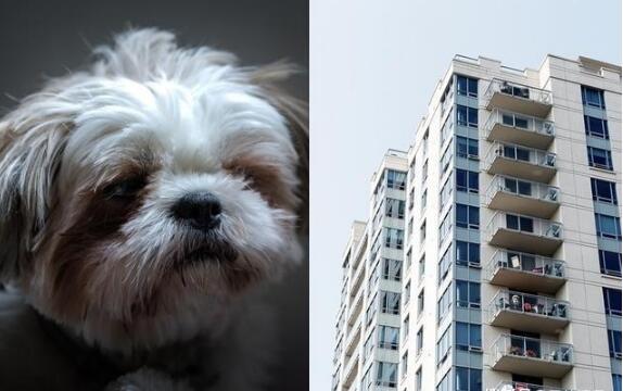 2岁女儿被狗咬,失控爸怒抓西施犬丢12楼下,狠呛犬主,去1楼