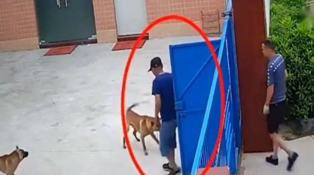 土狗看到路人就吠,为什么见了偷狗贼害怕不出声?
