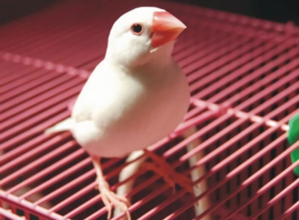 白文鸟身份信息