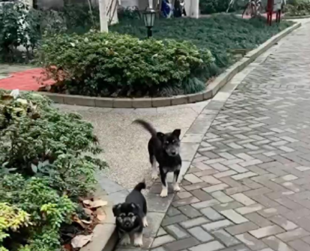 流浪狗母子被抓,妈妈为掩护小狗逃走,自己中毒箭惨死!
