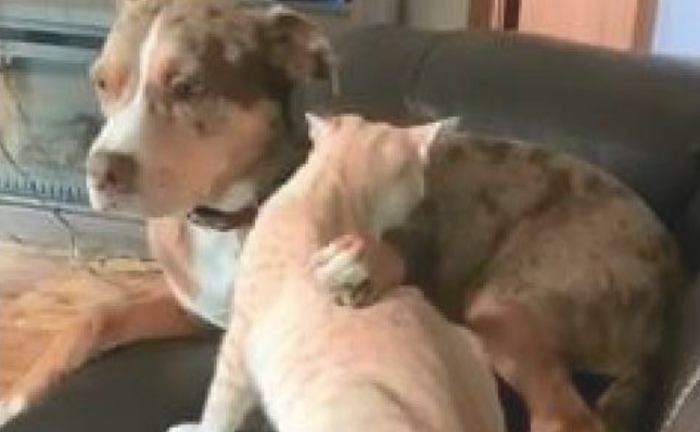 狗狗帮猫舔毛,舔着舔着竟把猫头都塞入了口中,还认为在吃骨骼?