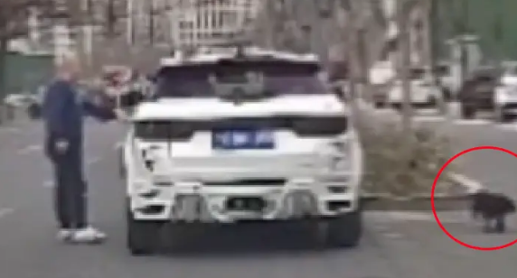 男子停车后将两只狗遗弃,狗狗还以为是出来玩的,高兴在原地跳