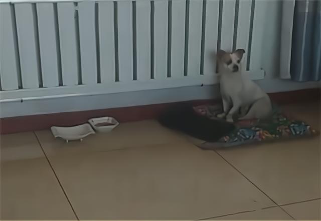 3只灰狼现身黑龙江,没找到猎物就围攻小狗,被石头砸中也不松口