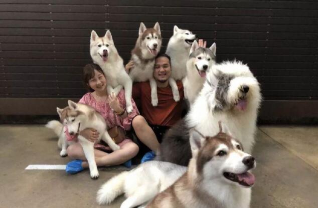 主人午休时突然听到狗狗不停惨叫,出来一看,笑到抽搐!