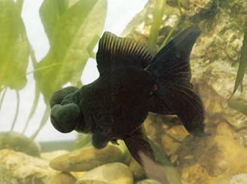 扯旗黑水泡身份信息