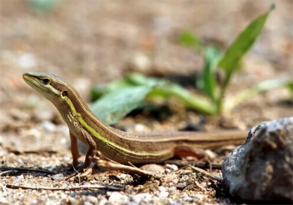 台湾草蜥身份信息