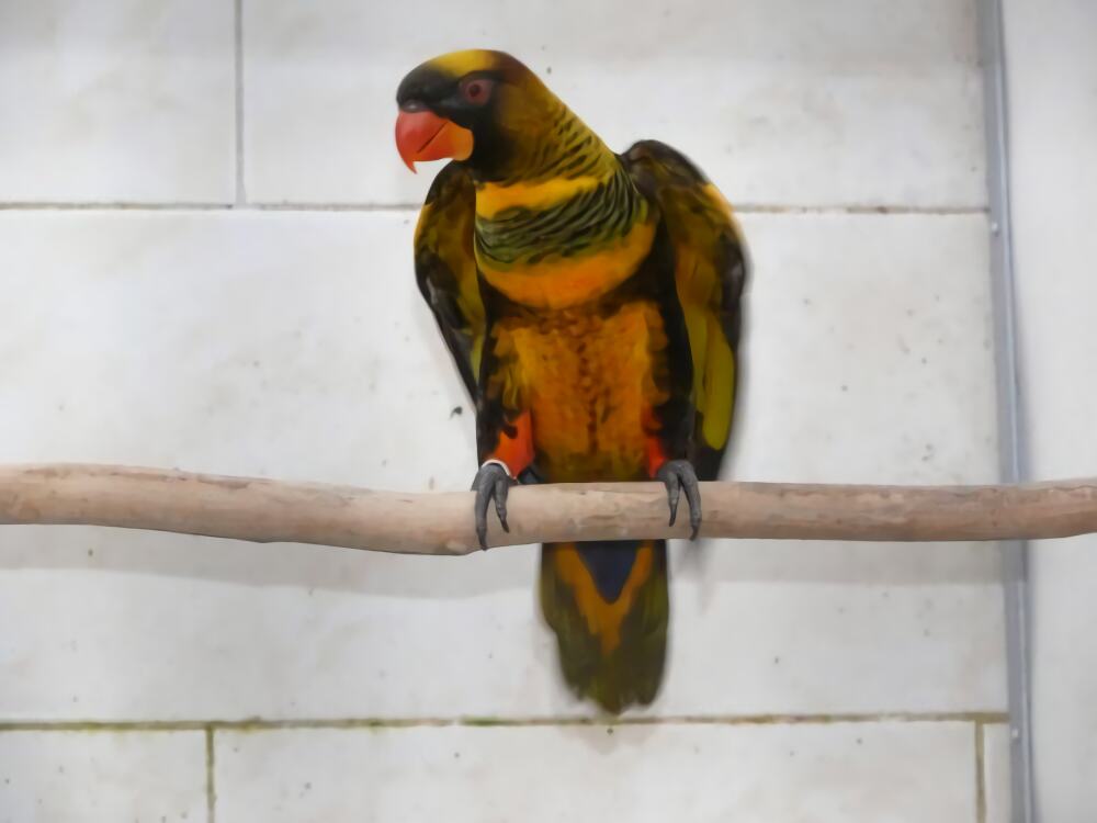 暗色吸蜜鹦鹉身份信息