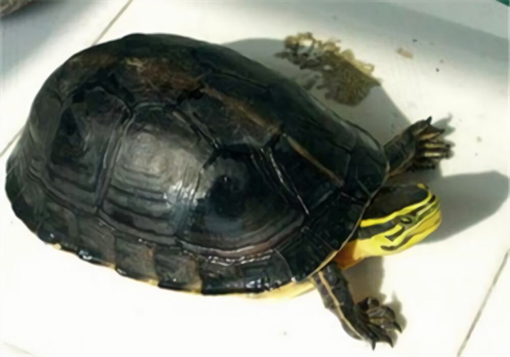 安布闭壳龟身份信息