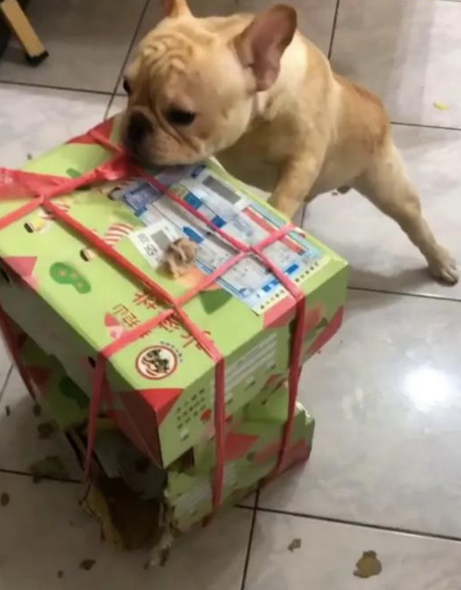 几箱桃子放地面上,被3只法斗开箱偷食了,狗:替你尝一尝甜不甜!