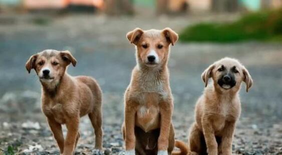 中华田园犬，看家护院是好手，为什么就做不了警犬？