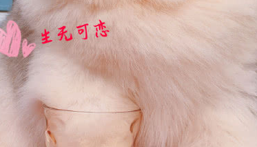 给阿拉做只狗爪杯,当看到这大猪蹄子,主人笑出声:堪比熊掌