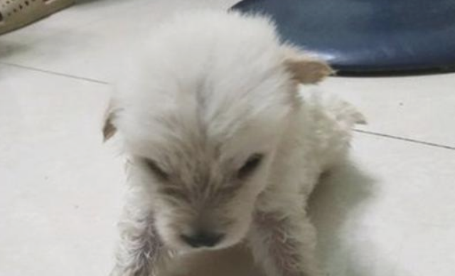 从捡破烂老人手上抱回家只漂泊小奶狗,女生养一年后,真是美到不行