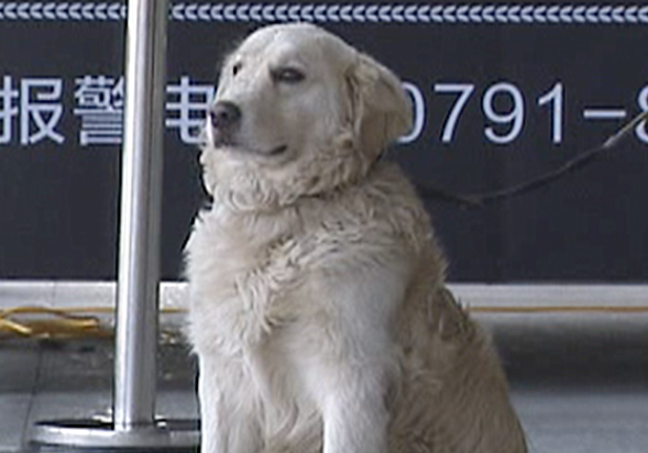 巡逻犬发现1个小孩在哭泣,民警了解后忍不住赞叹:也太厉害了吧