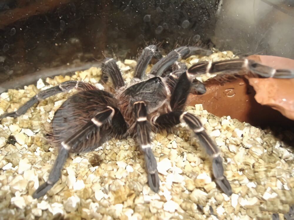 巴西橙间食鸟身份信息