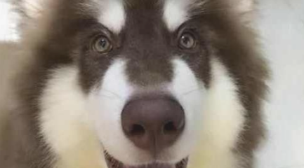 女孩骗父母说这狗长不大,大半年后,才了解它是巨型阿拉斯加犬