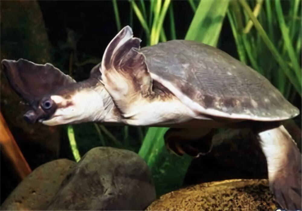 猪鼻龟身份信息