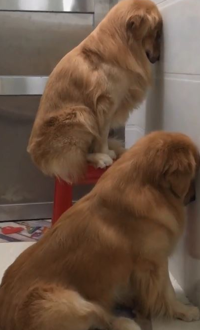 金毛犬被罚坐尿盆面壁露无辜脸 网友见身后“尸体堆”爆笑