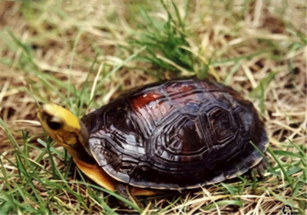 金头闭壳龟身份信息