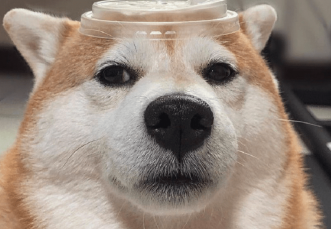 主人家让柴犬角色扮演游戏,变为一杯奶茶,狗:是不是你认为很幽默