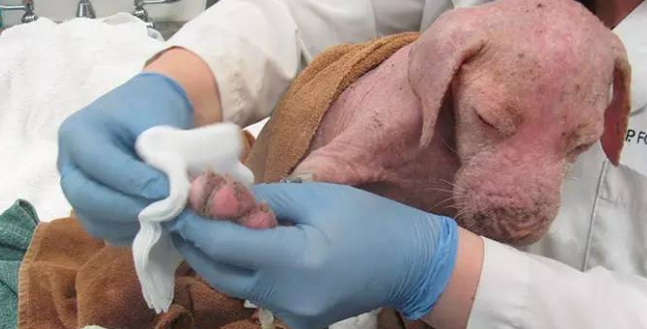 被遗弃的无毛斗牛犬,终于等到了它的救命恩人回来收养它