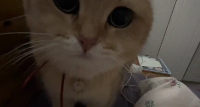 女子在家练弹舌,猫咪一脸担忧又疑惑。猫:治好了也是流口水