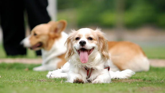 狗主人回应寻狗送房产:打印店搞错