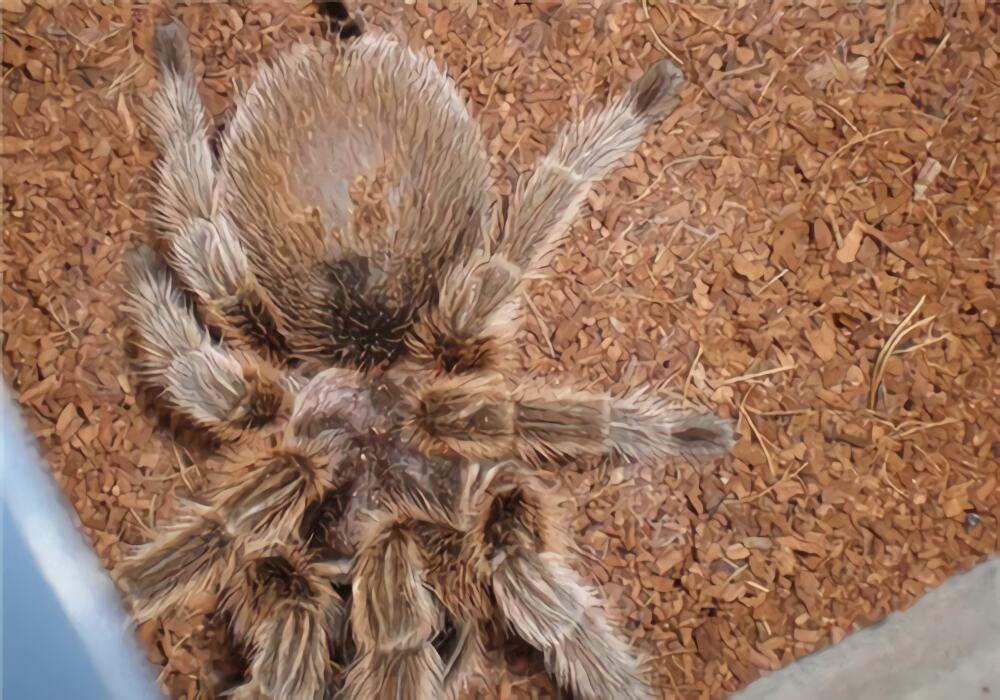 智利火玫瑰身份信息