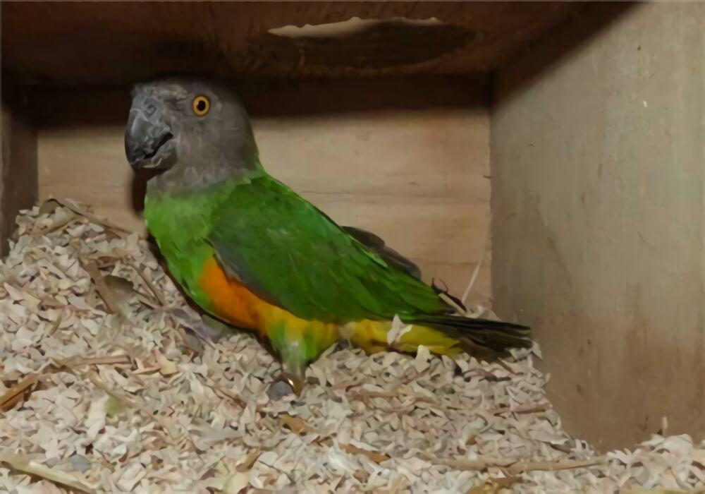 塞内加尔鹦鹉身份信息