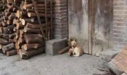 主人特意把门堵上，回家时却看到的，被活生生喂了“狗粮”