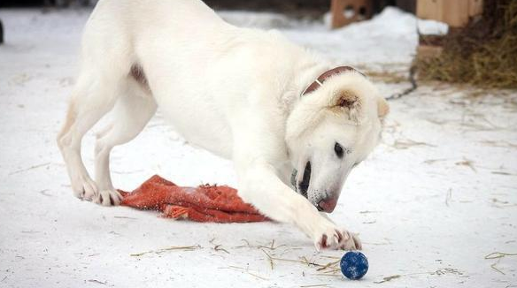 丈夫夺走宠物犬又丢弃,原主人家超越2000千米,还要带它回家了