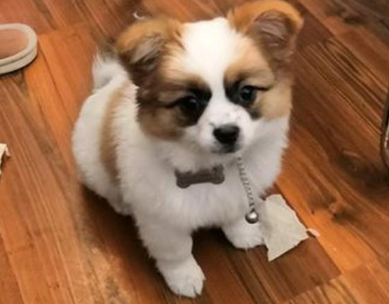 流浪犬蹲在店前等候好心人喂养,女生给点吃的后小家伙就寸步不离
