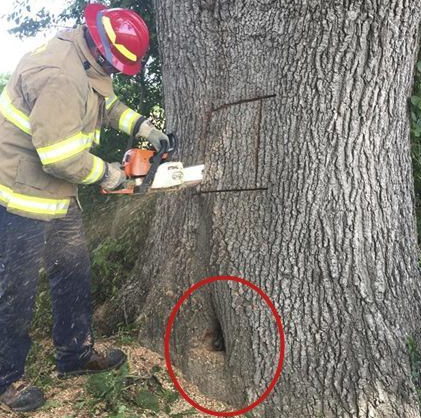 室外锄草不经意听到怪异狗吠声,好奇心找寻后马上通电话报警
