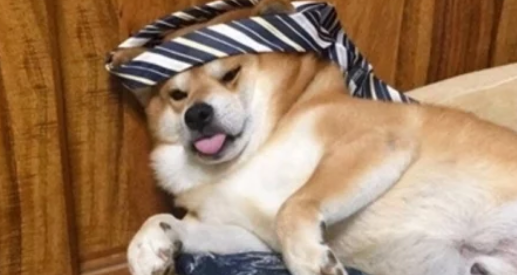 柴犬居然偷喝主人的酒,结果它的举动却让人吃惊