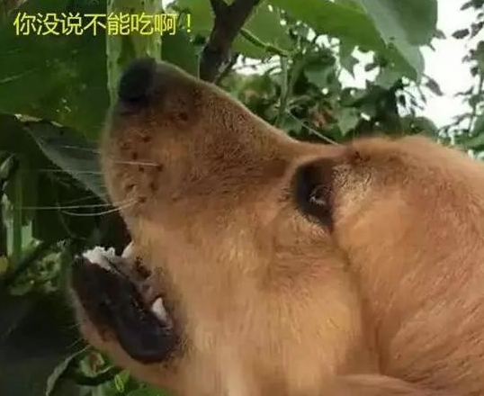 将金毛寄养乡下,过几天老妈气冲冲来电:金毛还不如土狗,不养了