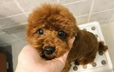 泰迪犬“最怕”的6类人,看到都发抖,希望你不在!