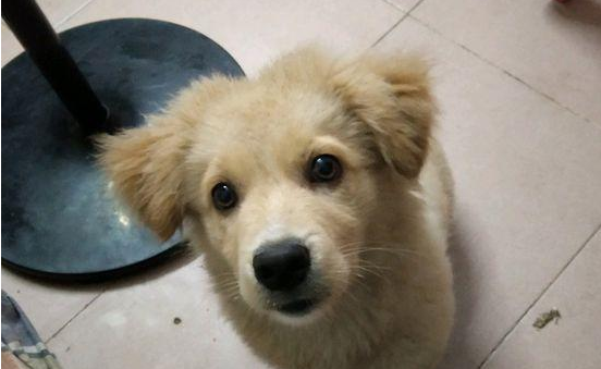 男孩儿带著流浪犬已过个交通信号灯，小宝贝就一路追随，这一下狠不下心了