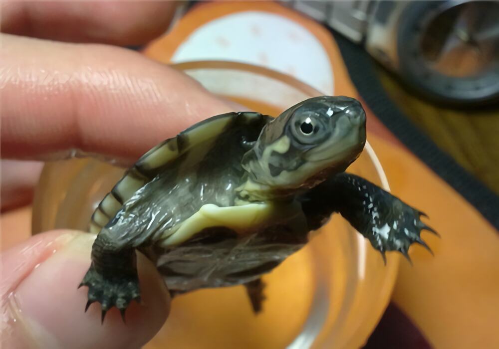 德州地图龟身份信息