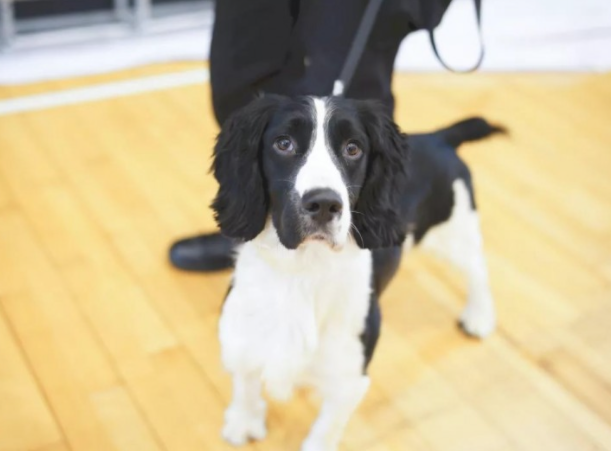 从流浪犬到军犬,尼克斯的逆袭之路经典励志!