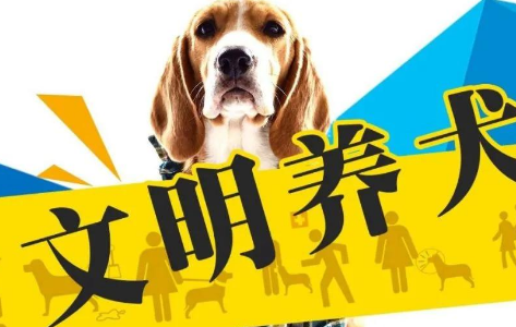 养犬新规实行,不文明养,不仅缺德还违法!