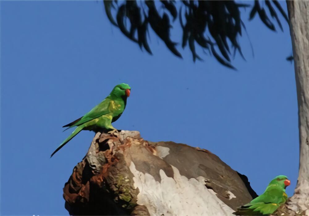 鳞胸吸蜜鹦鹉身份信息