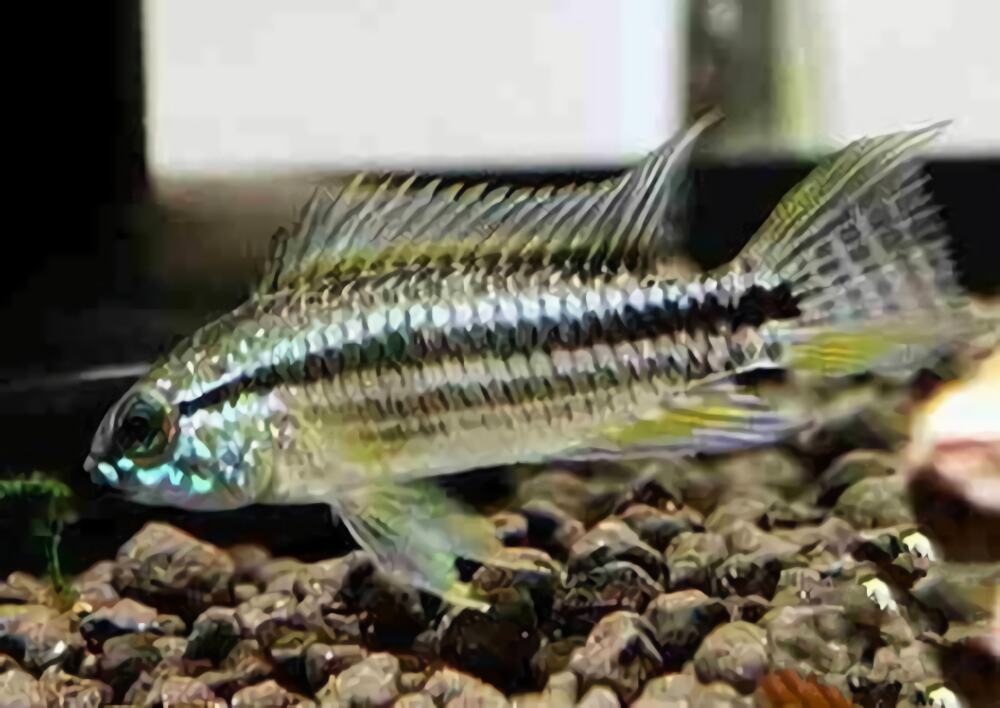 双带短鲷身份信息