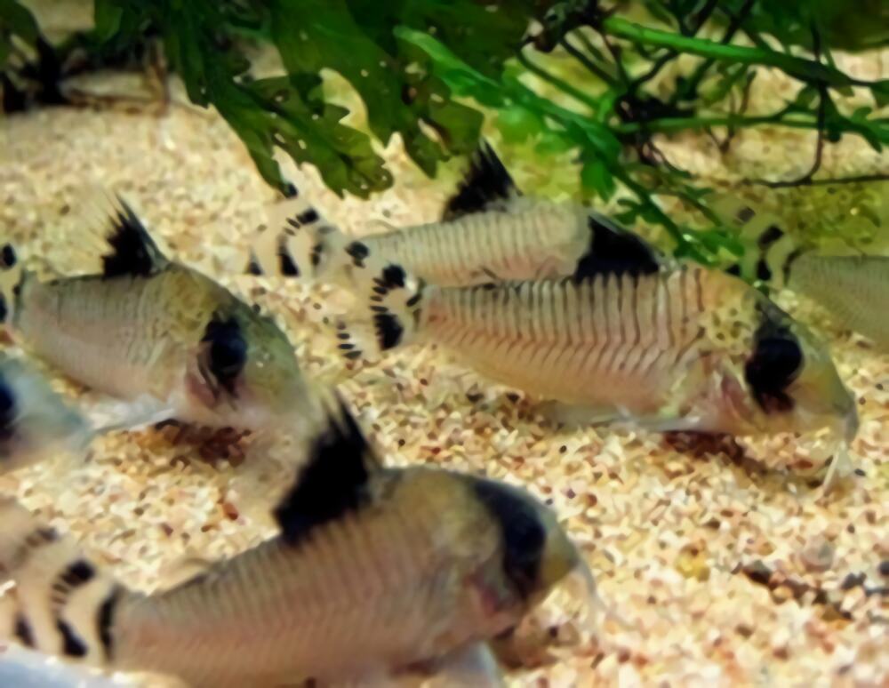 熊猫鼠身份信息